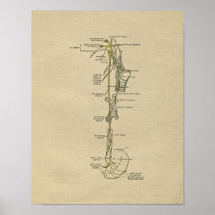 Human Nerve Anatomy 1902 Print