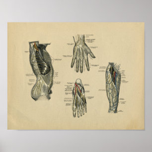 Human Nerves Anatomy 1902  Print