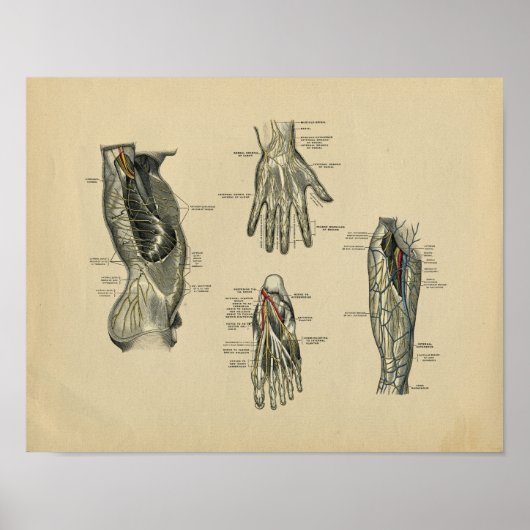 Human Nerves Anatomy 1902 Print (Voorkant)