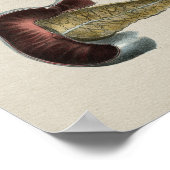 Human Pancreas Anatomy  Print (Hoek)