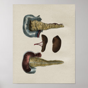 Human Pancreas Anatomy Print