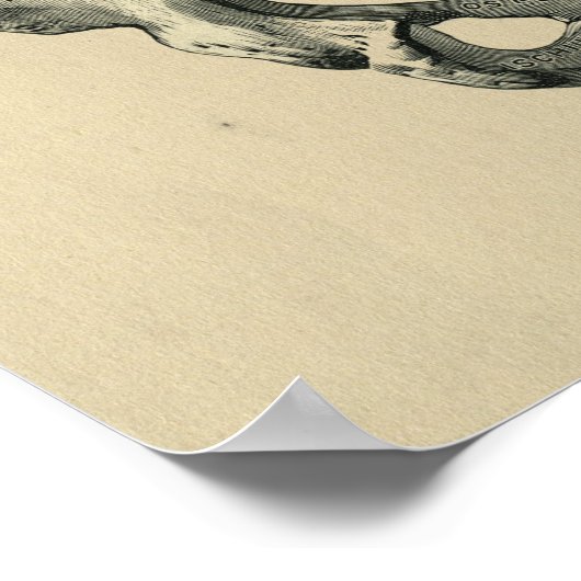 Human Pelvis Anatomy 1902 Print (Hoek)