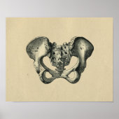 Human Pelvis Anatomy 1902 Print (Voorkant)