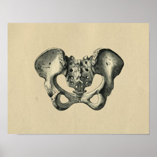 Human Pelvis Anatomy 1902  Print