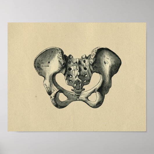 Human Pelvis Anatomy 1902  Print (Voorkant)