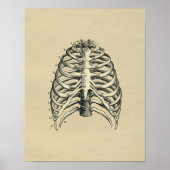 Human RibCage Anatomy 1902 Print (Voorkant)