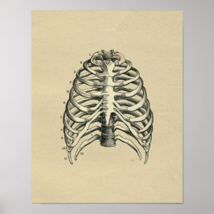 Human RibCage Anatomy 1902  Print