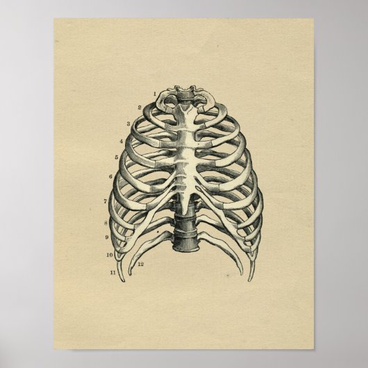 Human RibCage Anatomy 1902  Print (Voorkant)