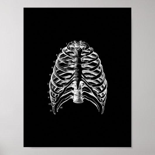 Human Ribcage Anatomy in Black and White Print (Voorkant)