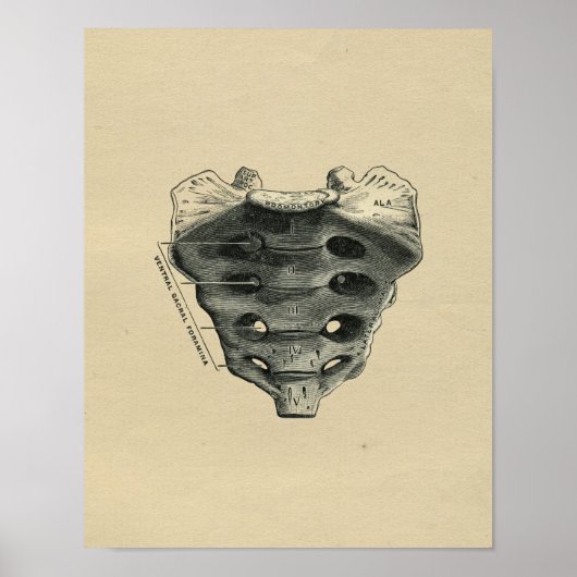 Human Sacrum Anatomy 1902  print (Voorkant)