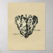 Human Sacrum Anatomy 1902  print (Voorkant)