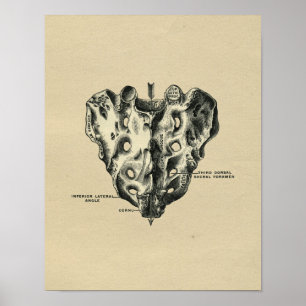 Human Sacrum Anatomy 1902  print