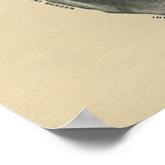 Human Scapula Anatomy 1902 Print (Hoek)