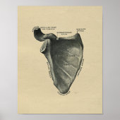 Human Scapula Anatomy 1902  Print (Voorkant)