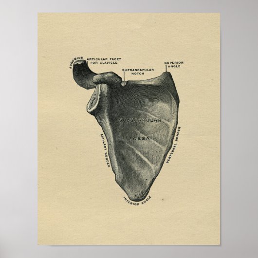 Human Scapula Anatomy 1902  Print (Voorkant)