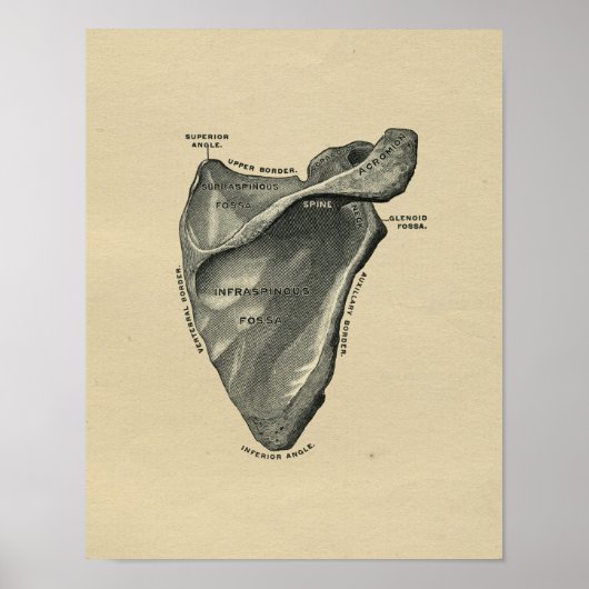 Human Scapula Anatomy 1902  Print (Voorkant)