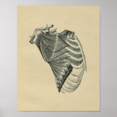 Human Shoulder Anatomy 1902  Print (Voorkant)