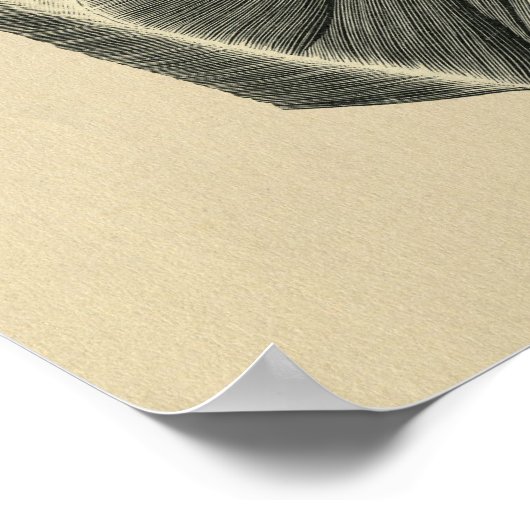 Human Shoulder Anatomy 1902  Print (Hoek)