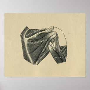Human Shoulder Anatomy 1902  Print