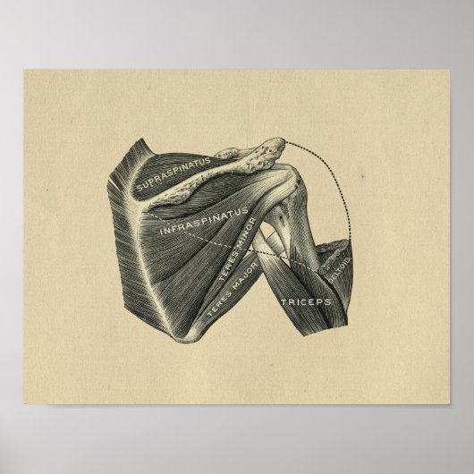 Human Shoulder Anatomy 1902  Print (Voorkant)