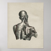Human Shoulder Anatomy Print (Voorkant)