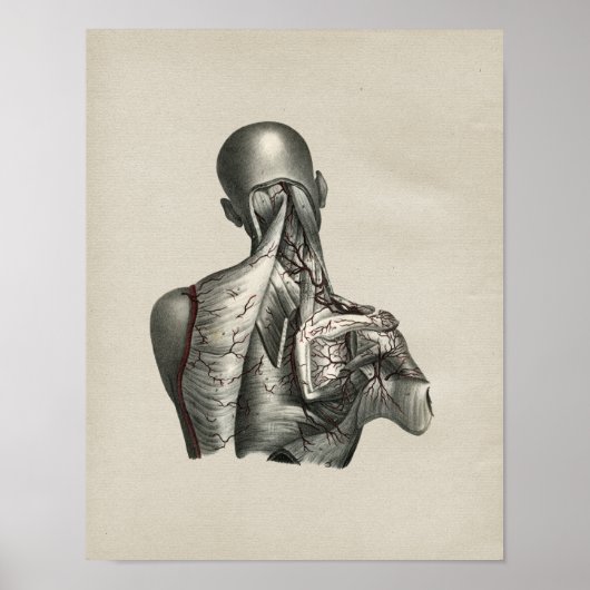 Human Shoulder Anatomy Print (Voorkant)