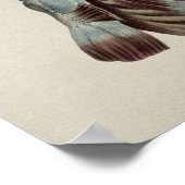 Human Shoulder Anatomy Print (Hoek)