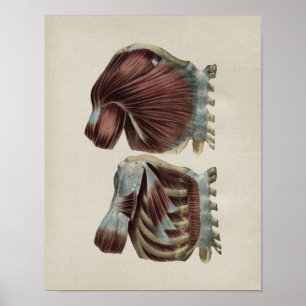 Human Shoulder Anatomy  Print