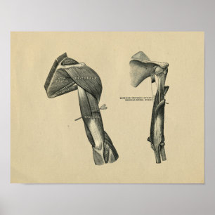 Human Shoulder Arm Anatomy 1902  Print