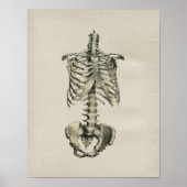 Human Skeletal Anatomee Print (Voorkant)