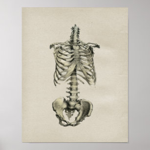 Human Skeletal Anatomee  Print
