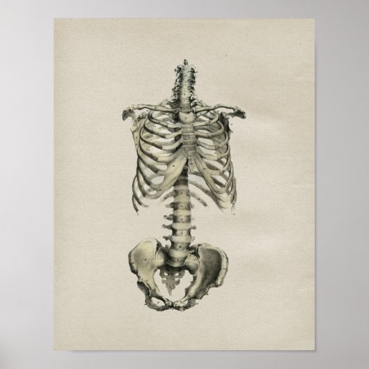 Human Skeletal Anatomee  Print (Voorkant)