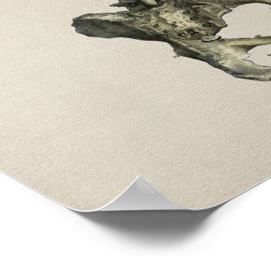 Human Skeletal Anatomee Print (Hoek)