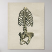 Human Skeletal Anatomee Print (Voorkant)
