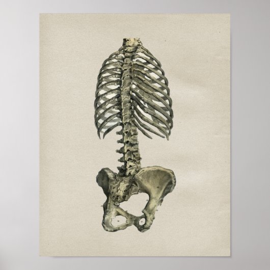 Human Skeletal Anatomee Print (Voorkant)