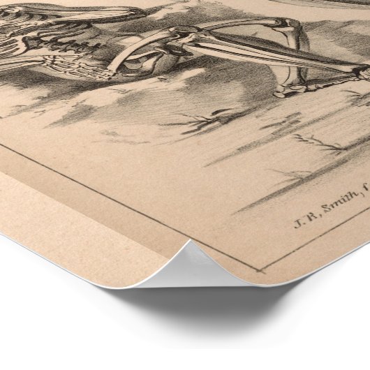 Human Skeleton  Anatomy Art Print 1827 (Hoek)