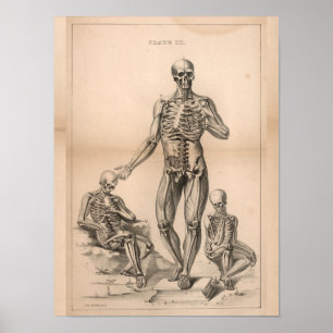 Human Skeleton  Anatomy Art Print 1827