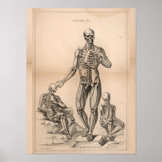 Human Skeleton  Anatomy Art Print 1827 (Voorkant)