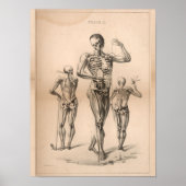 Human Skeleton  Anatomy Art Print 1827 (Voorkant)