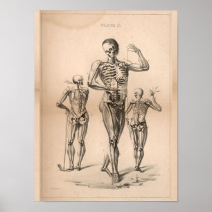 Human Skeleton  Anatomy Art Print 1827