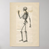 Human Skeleton Anatomy Print (Voorkant)