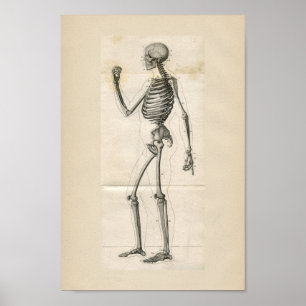 Human Skeleton  Anatomy Print