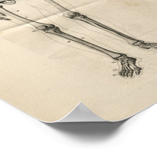 Human Skeleton  Anatomy Print (Hoek)