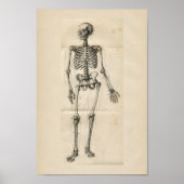 Human Skeleton  Anatomy Print (Voorkant)