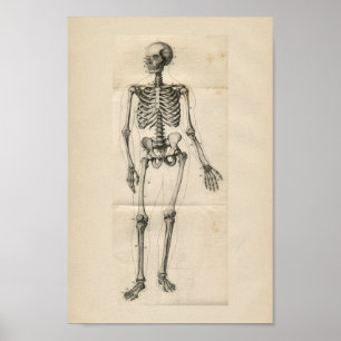Human Skeleton Anatomy Print