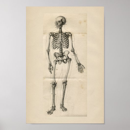 Human Skeleton  Anatomy Print (Voorkant)