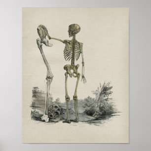 Human Skeleton Anatomy  Print