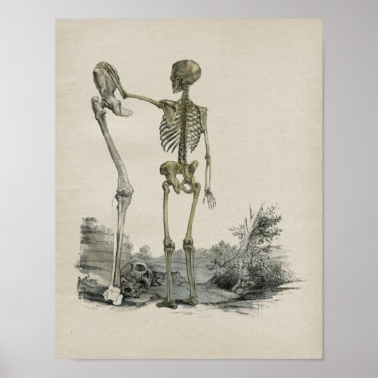 Human Skeleton Anatomy  Print (Voorkant)