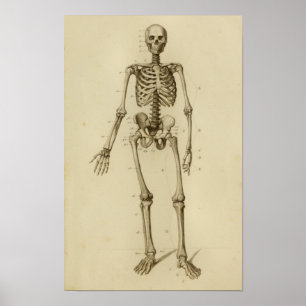Human Skeleton Anatomy Print Anterior