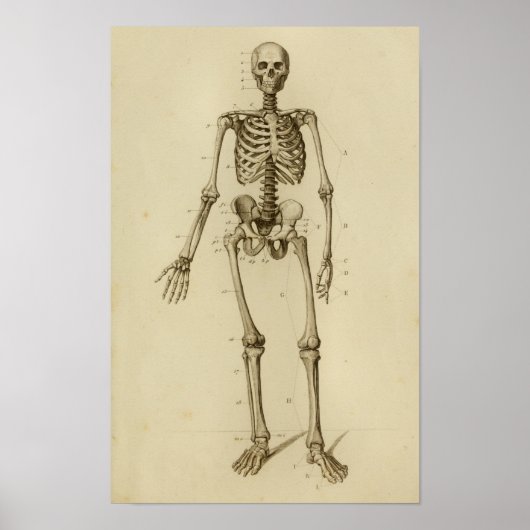 Human Skeleton Anatomy Print Anterior (Voorkant)